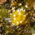 Nudibranch