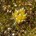 Nudibranch