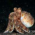 Coconut octopus (Amphioctopus marginatus), photo taken in Indonesia, North Sulawesi, Lembeh Strait, TK 2