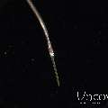 Bluespotted Cornetfish (Fistularia Commersonii)