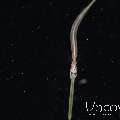 Bluespotted Cornetfish (Fistularia Commersonii)