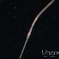 Bluespotted Cornetfish (Fistularia Commersonii)