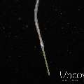 Bluespotted Cornetfish (Fistularia Commersonii)