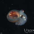 , photo taken in Indonesia, North Sulawesi, Lembeh Strait, Blackwater