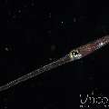 Bluespotted Cornetfish (Fistularia Commersonii)