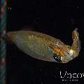 , photo taken in Indonesia, North Sulawesi, Lembeh Strait, Blackwater