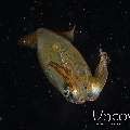 , photo taken in Indonesia, North Sulawesi, Lembeh Strait, Blackwater