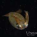 , photo taken in Indonesia, North Sulawesi, Lembeh Strait, Blackwater