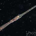 Bluespotted Cornetfish (Fistularia Commersonii)