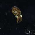 , photo taken in Indonesia, North Sulawesi, Lembeh Strait, Blackwater