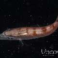 , photo taken in Indonesia, North Sulawesi, Lembeh Strait, Blackwater
