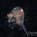 , photo taken in Indonesia, North Sulawesi, Lembeh Strait, Blackwater