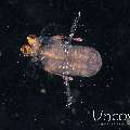 , photo taken in Indonesia, North Sulawesi, Lembeh Strait, Blackwater