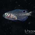 , photo taken in Indonesia, North Sulawesi, Lembeh Strait, Blackwater