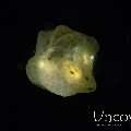 Yellow Boxfish (Ostracion Cubicus)