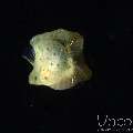 Yellow Boxfish (Ostracion Cubicus)