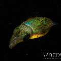 , photo taken in Indonesia, North Sulawesi, Lembeh Strait, Blackwater