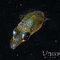, photo taken in Indonesia, North Sulawesi, Lembeh Strait, Blackwater