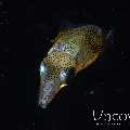 , photo taken in Indonesia, North Sulawesi, Lembeh Strait, Blackwater