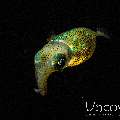 , photo taken in Indonesia, North Sulawesi, Lembeh Strait, Blackwater