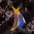 Ribbon Eel (Rhinomuraena quaesita), photo taken in Indonesia, North Sulawesi, Lembeh Strait, Papusungan Kecil