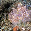 Nudibranch (Halgerda batangas), photo taken in Indonesia, North Sulawesi, Lembeh Strait, Papusungan Kecil
