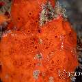 Painted Frogfish (Antennarius Pictus)