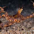 Wonderpus Octopus (Wunderpus photogenicus), photo taken in Indonesia, North Sulawesi, Lembeh Strait, Papusungan Kecil