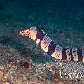 Banded Mud Moray (Gymnothorax chlamydatus), photo taken in Indonesia, North Sulawesi, Lembeh Strait, Papusungan Kecil