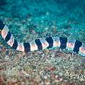 Banded Mud Moray (Gymnothorax chlamydatus), photo taken in Indonesia, North Sulawesi, Lembeh Strait, Papusungan Kecil