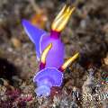 Nudibranch