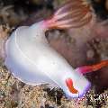 Nudibranch, photo taken in Indonesia, North Sulawesi, Lembeh Strait, Papusungan Kecil