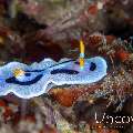Nudibranch, photo taken in Indonesia, North Sulawesi, Lembeh Strait, Papusungan Kecil