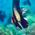 Dusky Batfish (Platax pinnatus), Juvenile, photo taken in Indonesia, North Sulawesi, Lembeh Strait, Papusungan Kecil