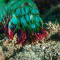 Peacock Mantis Shrimp (Odontodactylus Scyllarus)