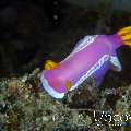 Nudibranch