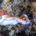 Nudibranch, photo taken in Indonesia, North Sulawesi, Lembeh Strait, Naemundung