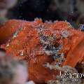 Humpback Scorpionfish (Scorpaenopsis Macrochir)