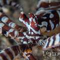 Wonderpus Octopus (Wunderpus photogenicus), photo taken in Indonesia, North Sulawesi, Lembeh Strait, Naemundung