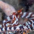 Wonderpus Octopus (Wunderpus Photogenicus)