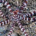 Wonderpus Octopus (Wunderpus Photogenicus)