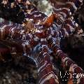 Wonderpus Octopus (Wunderpus Photogenicus)