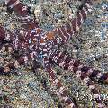 Wonderpus Octopus (Wunderpus Photogenicus)