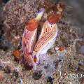 Nudibranch, photo taken in Indonesia, North Sulawesi, Lembeh Strait, Naemundung
