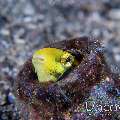 Shorthead fangblenny (Petroscirtes breviceps), photo taken in Indonesia, North Sulawesi, Lembeh Strait, Naemundung