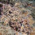 Tassled Scorpionfish (Scorpaenopsis oxycephala), photo taken in Indonesia, North Sulawesi, Lembeh Strait, Naemundung