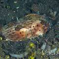 Porcupine Pufferfish (Diodon holocanthus), photo taken in Indonesia, North Sulawesi, Lembeh Strait, TK 1