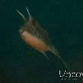 Longhorn Cowfish (Lactoria Cornuta)