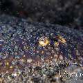 , photo taken in Indonesia, North Sulawesi, Lembeh Strait, TK 1