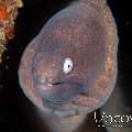 White Eyed Moray (Gymnothorax Thyrsoideus)